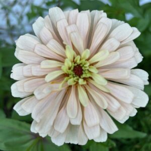 Zinnia Seedling, Ballerina