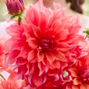 Dahlia Seedling, Belle of Barmera