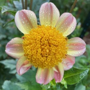 Dahlia Seedling, Bloomquist Golden