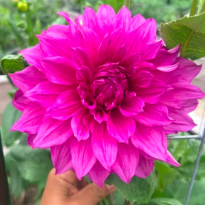 Dahlia Seedling, Café au Lait Rose