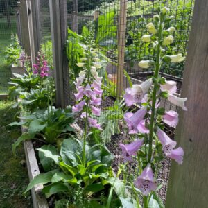 Foxglove, Camelot Mix