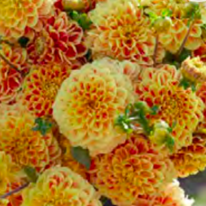 Dahlia Seedling, Cape Town