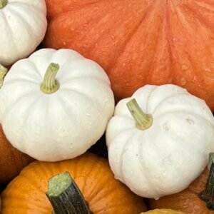 Pumpkin Seedling, Casperita