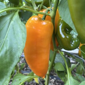 Pepper Seedling, Cornito Arancia