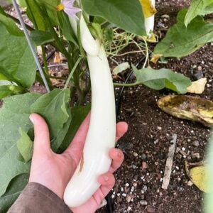 Eggplant Seedling, Gretel