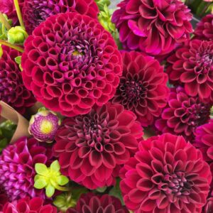 Dahlia Seedling, Ivanetti