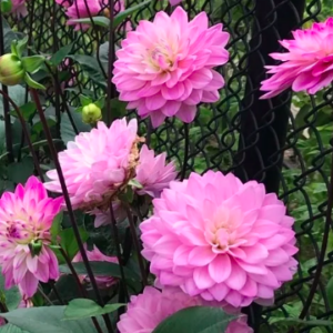 Dahlia Seedling, Karma Prospero