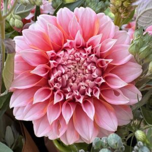 Dahlia Seedling, Peaches