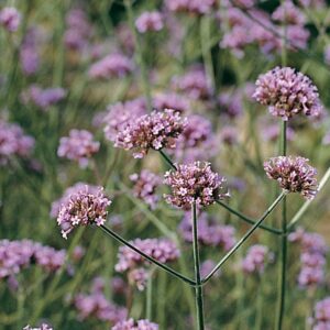 Verbena, Purple-Top