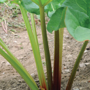 Rhubarb, Victoria