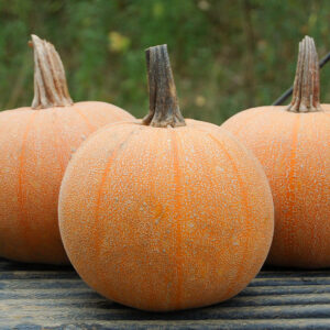 Pumpkin Seedling, Winter Luxury