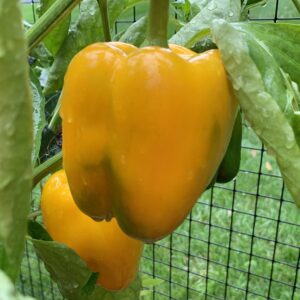 Pepper Seedling, Yellow Bell