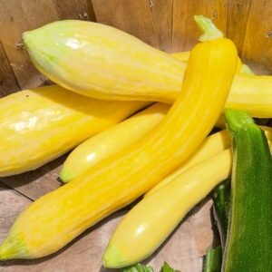 Squash Seedling, Zephyr