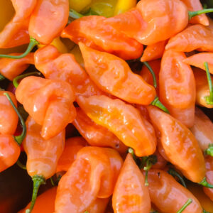 Pepper Seedling, Habanada