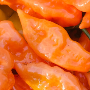 Pepper Seedling, Habanada