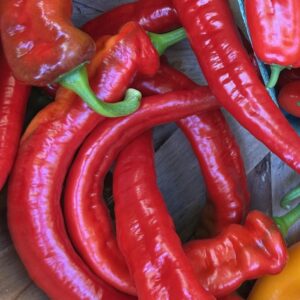 Pepper Seedling, Jimmy Nardello