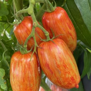 Tomato Seedling, Speckled Roman