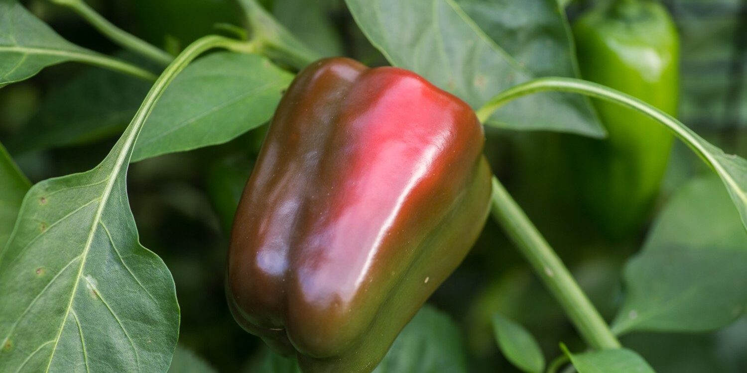 A homegrown bell pepper changing from green to red.
