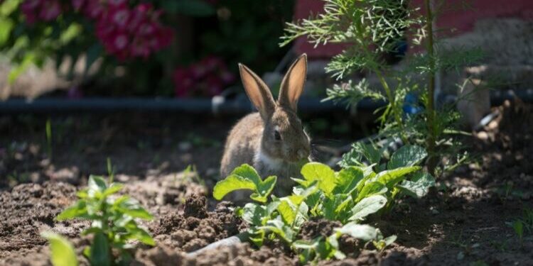 rabbit-wildlife-in-garden